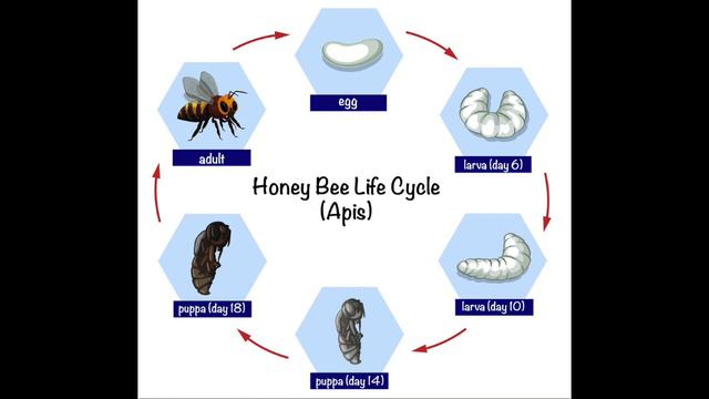 From Birth to Buzz...The Incredible Life Cycle of a Honey Bee! смотреть онлайн