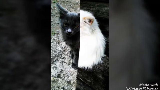 Все наши кошки😺 смотреть онлайн