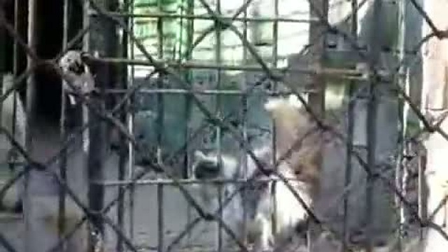 Случай в зоопарке, слабонервным не смотреть смотреть онлайн