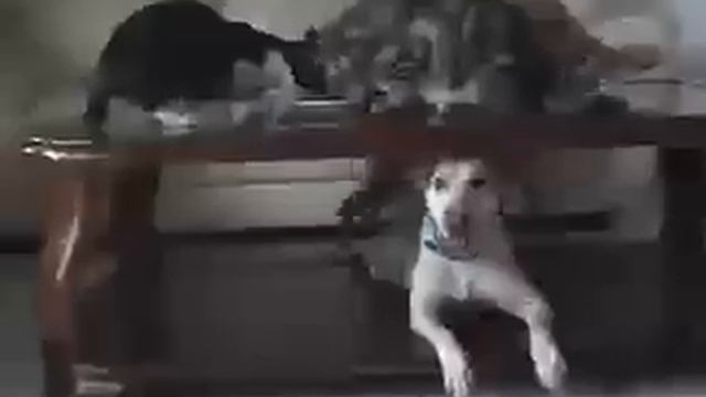 Two-legged Dog SUGAR - Amazing! смотреть онлайн