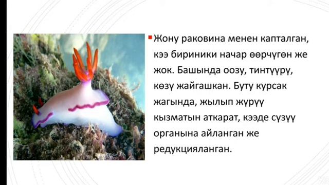 Молюскалар классы смотреть онлайн