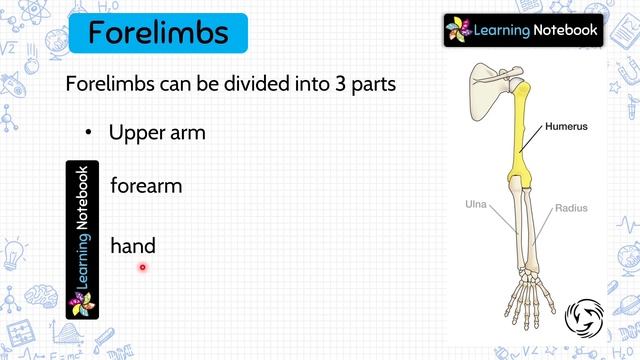 Class 5 Science Skeletal System