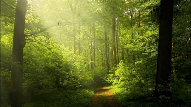 Волшебное пение соловья успокоит нервную систему, нормализует давление, снимает стресс. Улучшает сон смотреть онлайн