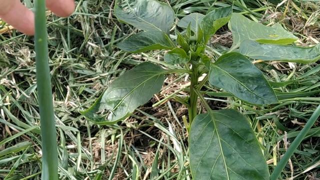 Хотите много перца? Начните это делать уже сейчас.