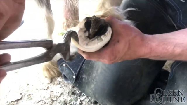 CUTE MINI HORSE HOOF TRIM!!! Olsen Equine Miniature Pony Barefoot Trim смотреть онлайн