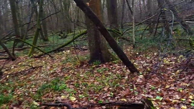 Прогулка по лесу, а что мне остаётся??? смотреть онлайн