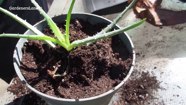 How To Grow ALOE VERA - Aloe Vera Plant Care - Aloe Vera Pups - Aloe Vera Propagation GardenersLand