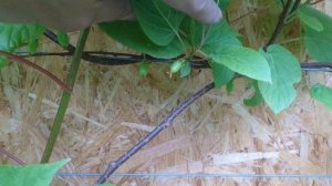 Актинидия  Доктор Шимановски