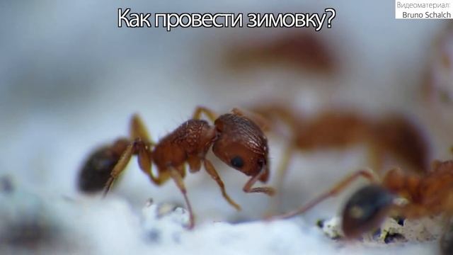 Как провести зимовку муравьям? смотреть онлайн