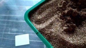 Черенкование петунии в вермикулит 13.11.20