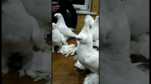 КРАСИВАЯ КОЛЛЕКЦИЯ РАЗНЫХ МАСТЕЙ. ГУЛЬБАДАМЫ. ПОКАЗЫВАЕМ ПТЕНЦЫ ДВУХЧУБЫХ ГОЛУБЕЙ. Узбекские голуби
