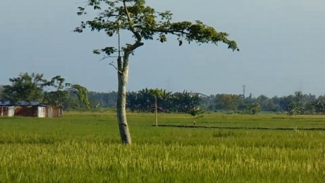 HASIL CAMERA SONY DSC H300..!!Keren kali woi.. смотреть онлайн