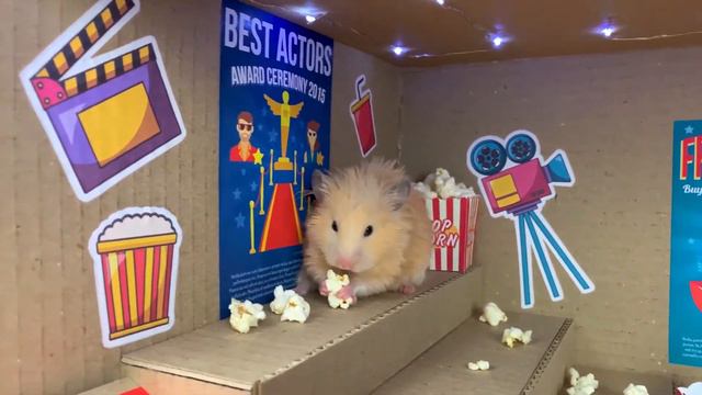 Хомяки смотрят фильм | Построил кинотеатр DIY смотреть онлайн