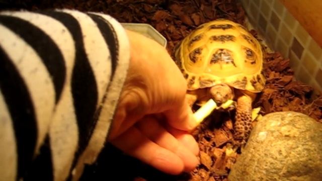 НИ КАКОЙ СПЯЧКИ ДЛЯ ЧЕРЕПАХИ /ФИЛЬКА ПЛАВАЕТ В ВАННОЙ смотреть онлайн
