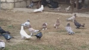 #Голуби #Дагестана     Голуби Шахназара Кирхлярова! с.Падар.