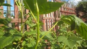 На смородине верхушки побегов скрутились и перестали расти