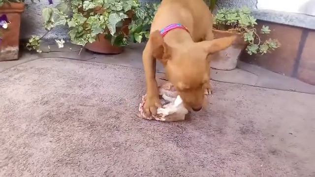 Cirneco dell'Etna puppy Cyrenensis Cherry