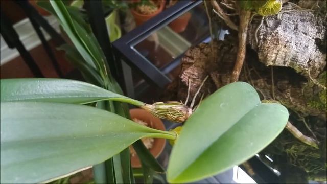 Bulbophyllum eberhardtii in bloom смотреть онлайн