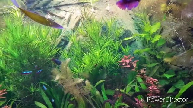 Аквариум 640 литров девять Недель после запуска смотреть онлайн