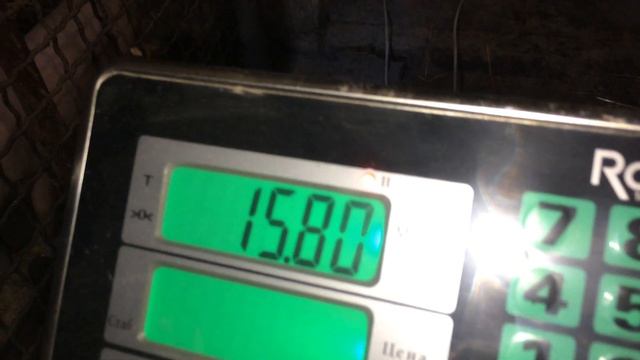 Вес поросенка в 60 дней! 15-16 кг НОРМАЛЬНО ИЛИ МАЛО???!!! Откорм свиней. Свиноводство. смотреть онлайн