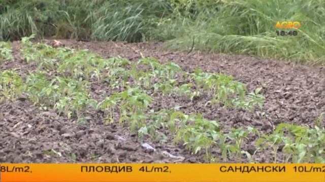 Био ентусиазъм, чисти храни и зелени мечти