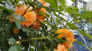 Сорт Розы ПЭТ ОСТИН ,(остинка) - ОРАНЖЕВОЕ ЧУДО, капризная,растёт Отлично только в тени 27.05.22год