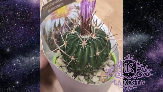 Эхинофоссулокактус (Стенокактус) Випперманнии смотреть онлайн