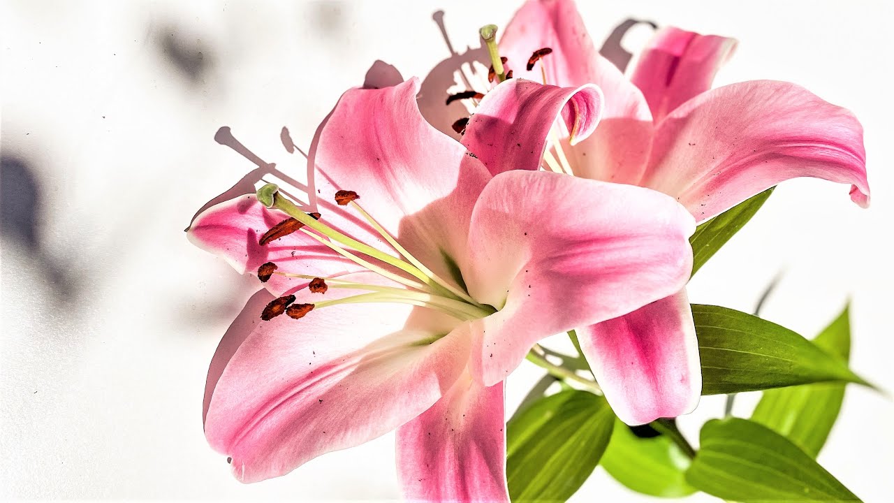 Разумное Человечество