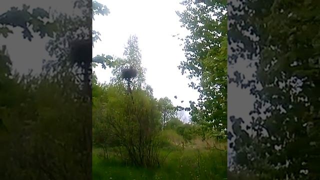 Аист - птица вольная. смотреть онлайн