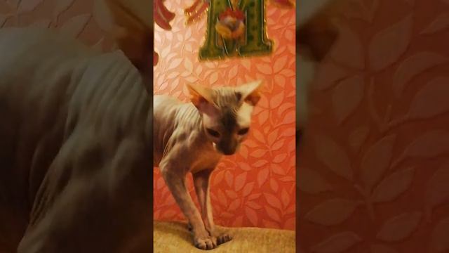 Сфинкс играет! смотреть онлайн