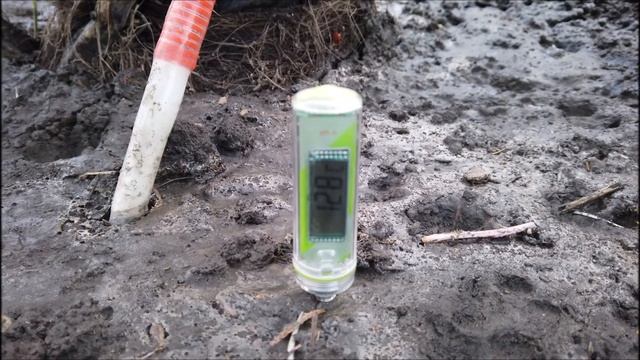 Результаты работы электрического подогрева корневой систем у Пальмы! смотреть онлайн