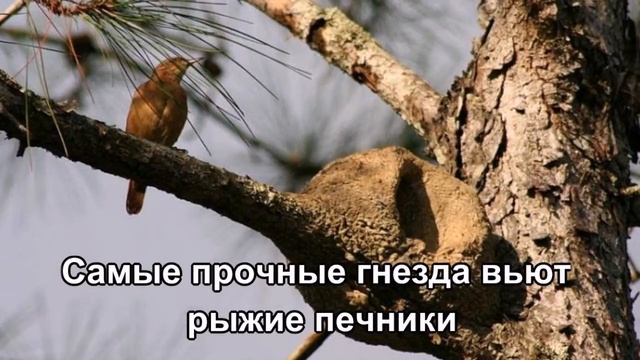 Необычные гнезда смотреть онлайн