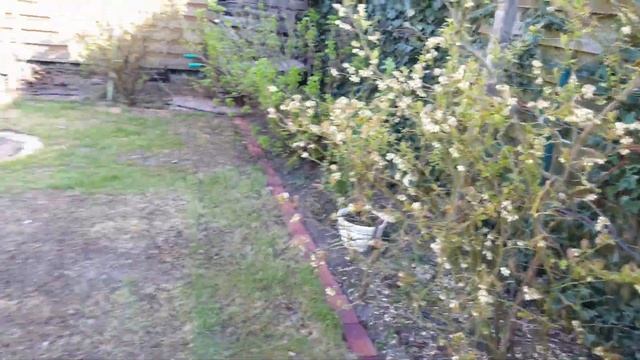 Голубика на приусадебном участке даче смотреть онлайн