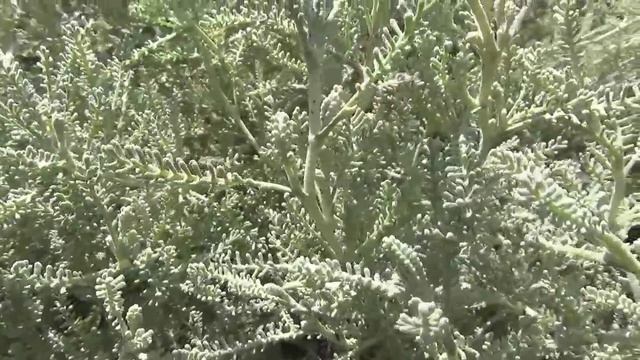 Сантолина.  Santolina.