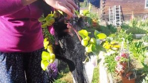 Водный гиацинт (эйхорния). Как сохранить зимой