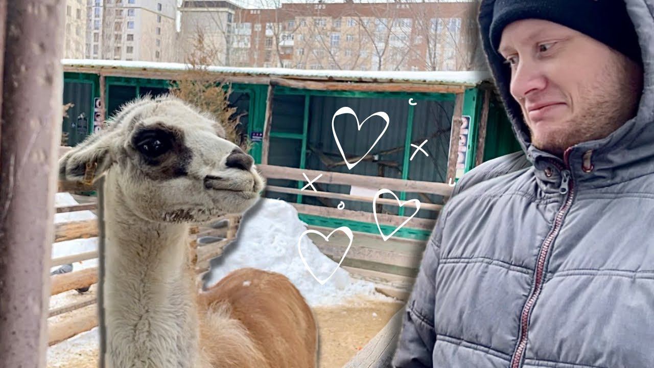 Vlog: Место, где спасают животных Zoobishkek смотреть онлайн
