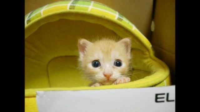 Милые котята смотреть онлайн