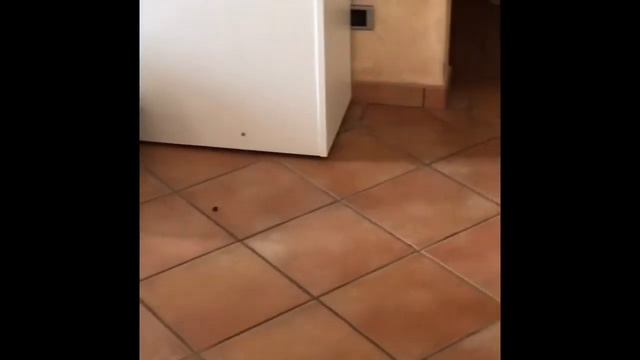 Benvenuti nella nostra famiglia! 🐰🐰🐰 смотреть онлайн