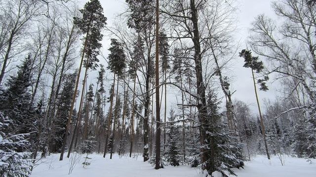 Заснеженный лес. ч.3. Февраль 2024 смотреть онлайн