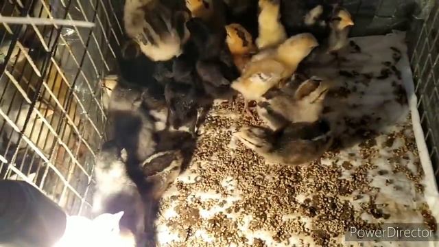 ПРАВДА ОТ ЕЛЕНЫ ПРО МОИХ КОЗ// ИТОГИ ОКОТОВ 2020 ГОДА смотреть онлайн