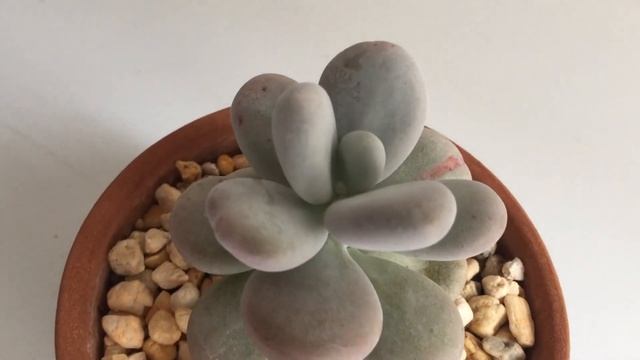 Pachyphytum Oviferum, Cuidados #suculentas