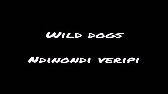 Wild dogs ndinondi veripi смотреть онлайн