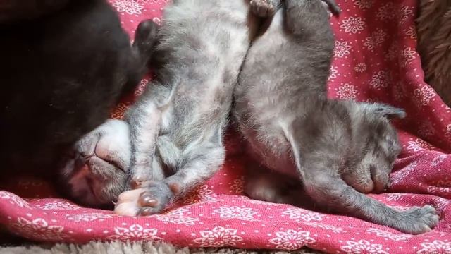 Няшные котики открывают глазки. Cute cats. # 221 смотреть онлайн
