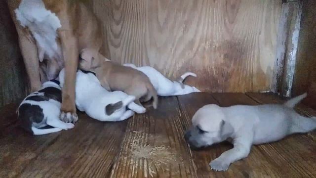 ?Bro/Sis Breeding (3 Weeks Old)? смотреть онлайн