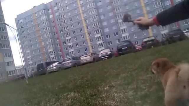 Игры на улице со щенком смотреть онлайн