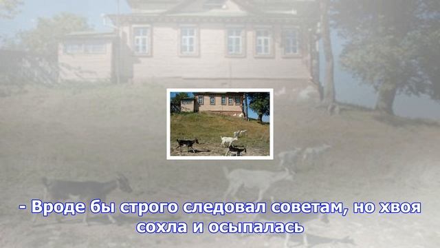 40 лет на иголках. виктор кузнецов вырастил на даче лес из редких хвойников смотреть онлайн