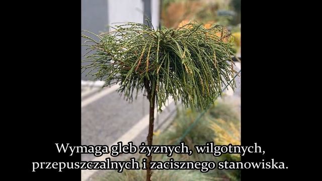 Żywotnik olbrzymi - Thuja plicata Whipcord na pniu- Niecodzienna, niebanalna, wyjątkowa Tuja: Opis смотреть онлайн