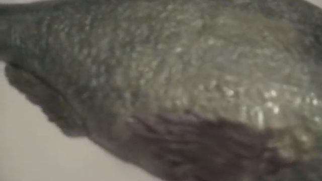 Пластика "дорадо" смотреть онлайн