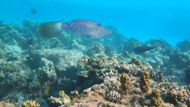 Snorkeling Marsa Alam Three Corners Fayrouz Plaza Beach Resort Port Ghalib Egypt