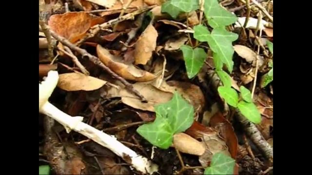 Amanita citrina. Champimaginatis. English Text. смотреть онлайн